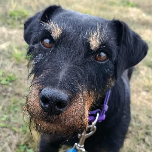 Psy ze schroniska do adopcji Kapsel