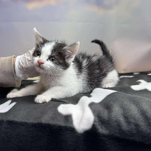 Koty ze schroniska do adopcji Henryka