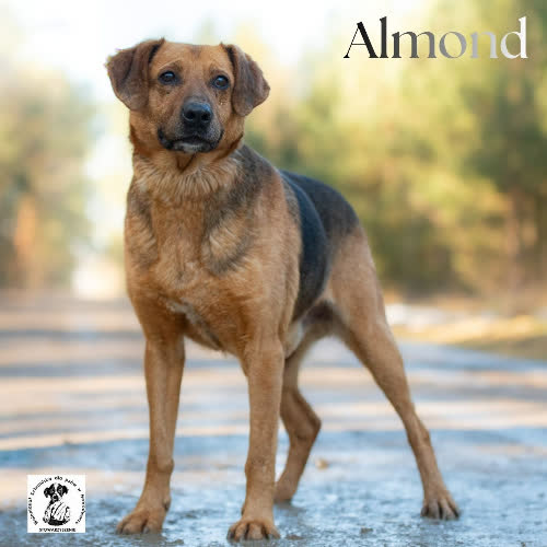 Psy ze schroniska do adopcji Mądry ALMOND 