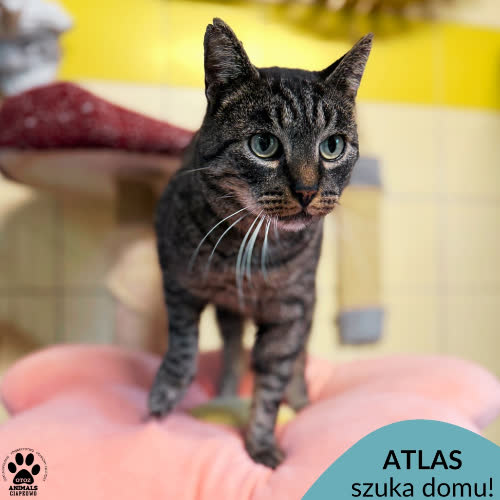 Koty ze schroniska do adopcji Atlas