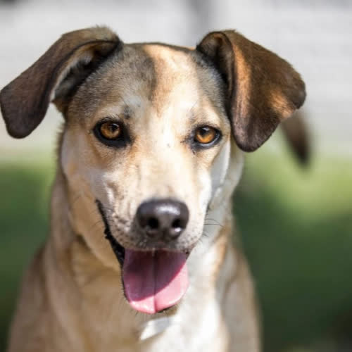 Psy ze schroniska do adopcji Hossa