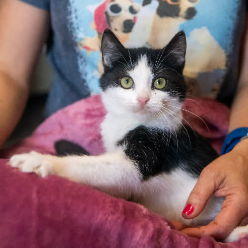 Koty ze schroniska do adopcji Kiki