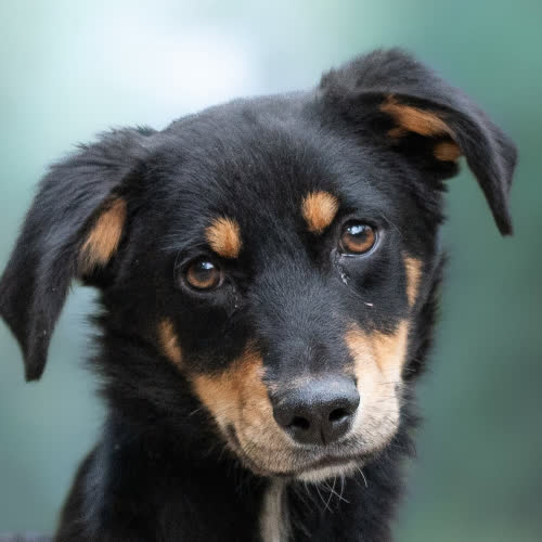 Psy ze schroniska do adopcji Przyjazny GILI 