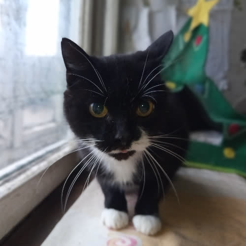 Koty ze schroniska do adopcji Tekla