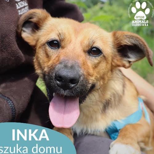 INKA