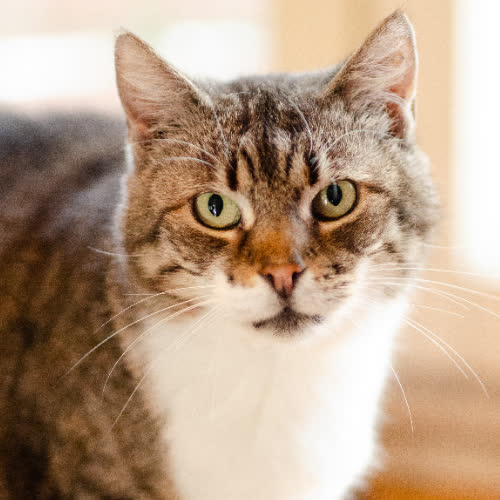 Koty ze schroniska do adopcji Serafina 