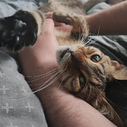 Koty ze schroniska do adopcji Pszczółka 