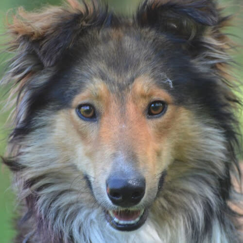 Archie