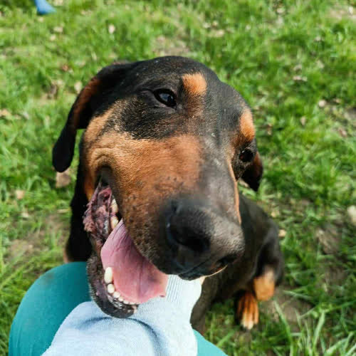 Psy ze schroniska do adopcji Pedro