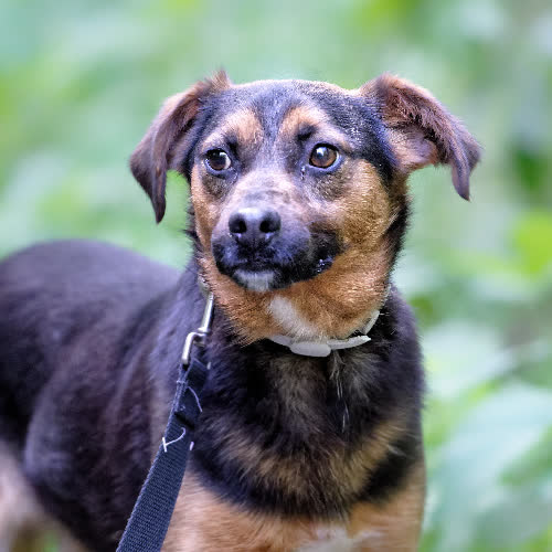 Psy ze schroniska do adopcji Dropik