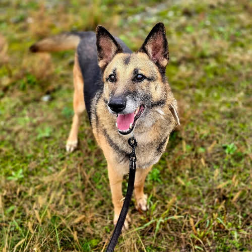 Psy ze schroniska do adopcji Kortez