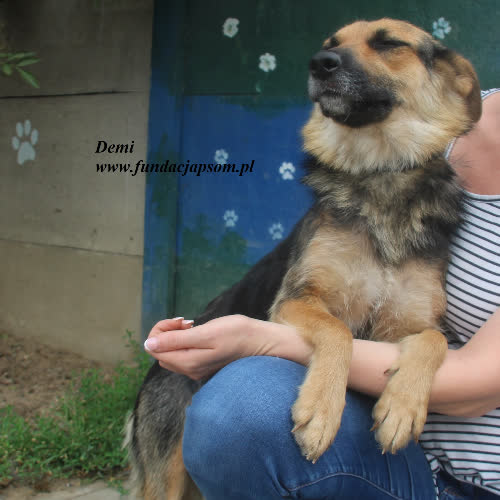 Psy ze schroniska do adopcji Demi