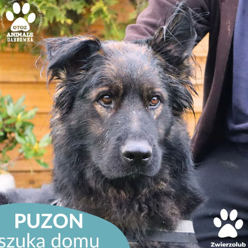 Psy ze schroniska do adopcji Puzon
