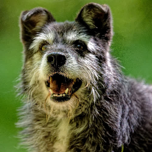 Psy ze schroniska do adopcji Harold