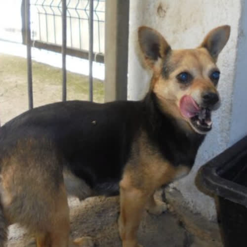 Psy ze schroniska do adopcji Brusia