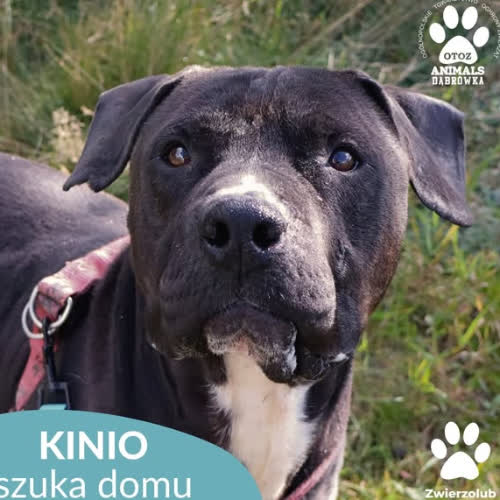 Psy ze schroniska do adopcji Kinio