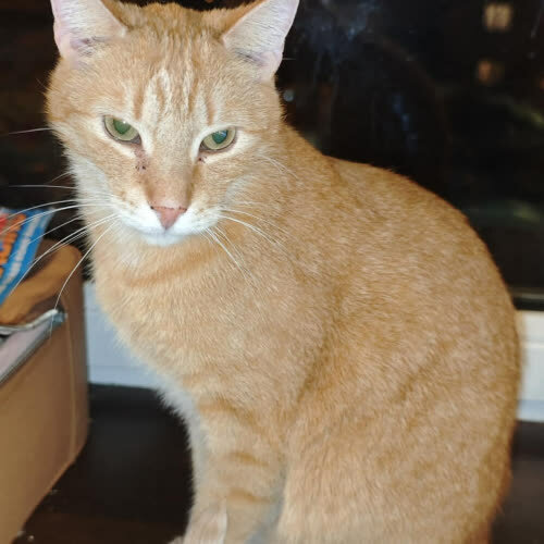 Rudzik grzecznosciowo