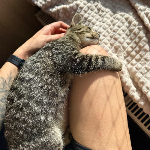 Miecio