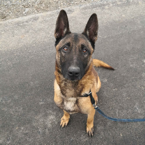 Psy ze schroniska do adopcji Nadin