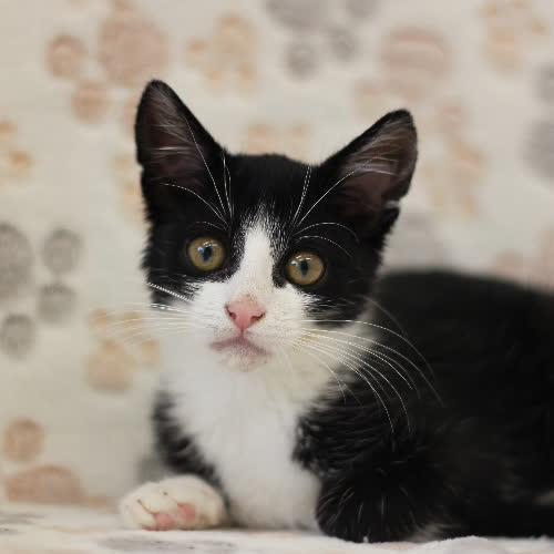 Koty ze schroniska do adopcji Seema