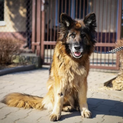 Psy ze schroniska do adopcji Bajka