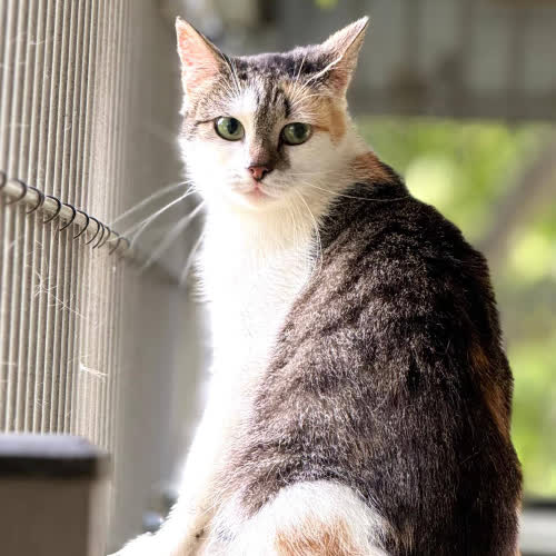 Koty ze schroniska do adopcji Havana