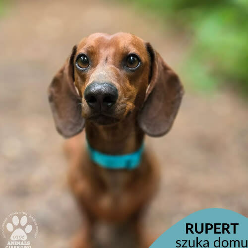 Rupert
