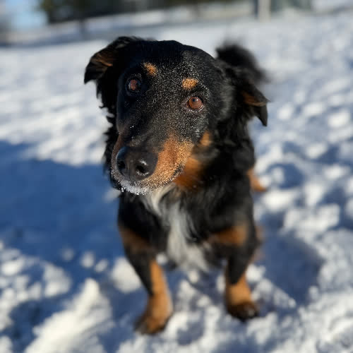 Psy ze schroniska do adopcji Mosek