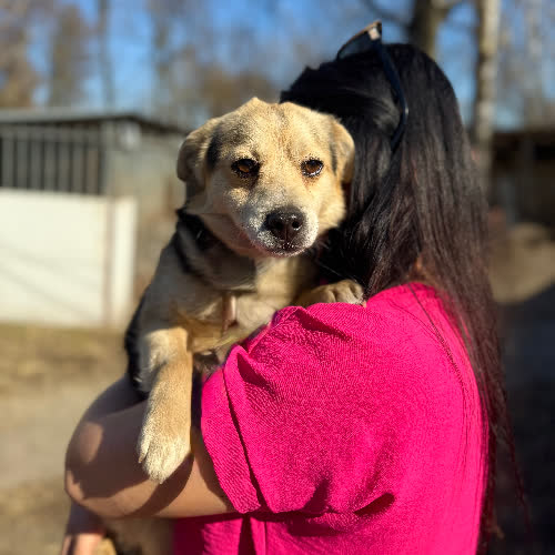 Psy ze schroniska do adopcji Lucek