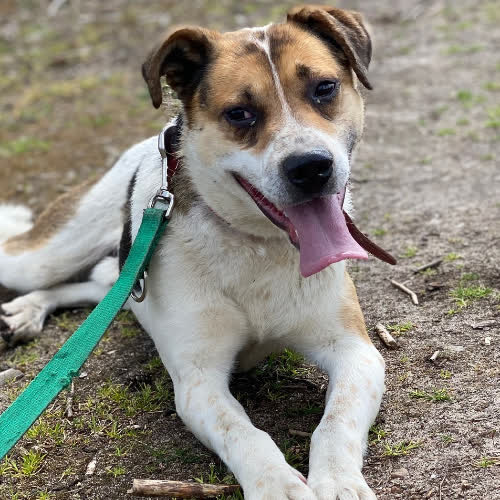 Psy ze schroniska do adopcji January 