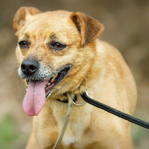 Psy ze schroniska do adopcji Orion