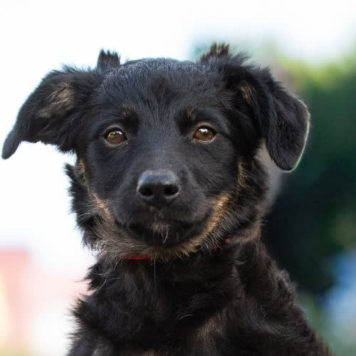 Psy ze schroniska do adopcji SHELLEY 
