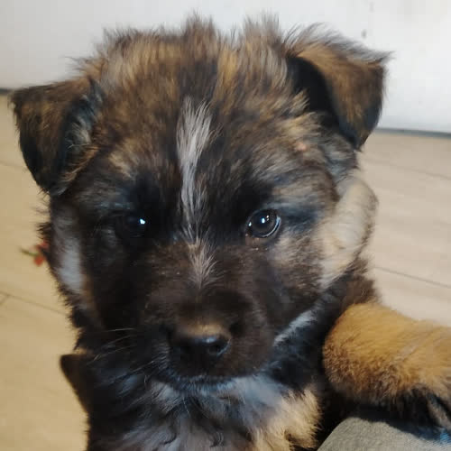 Psy ze schroniska do adopcji Portos