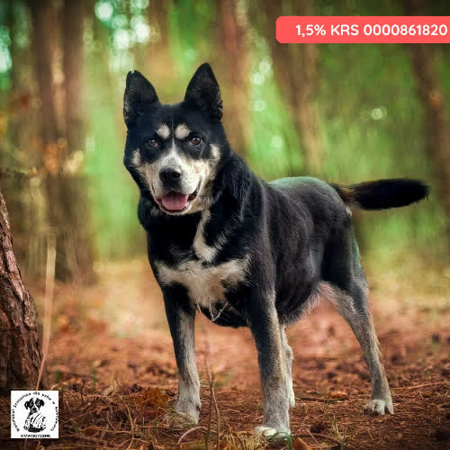 Psy ze schroniska do adopcji ANZA