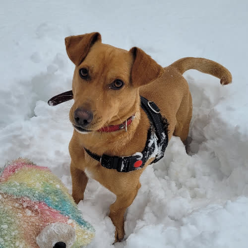 Psy ze schroniska do adopcji FRUGO