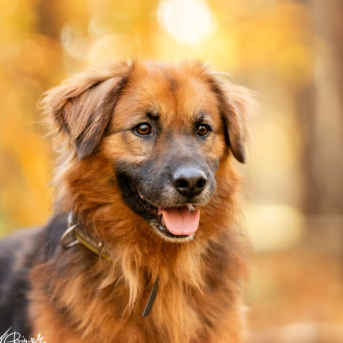 Psy ze schroniska do adopcji Martin