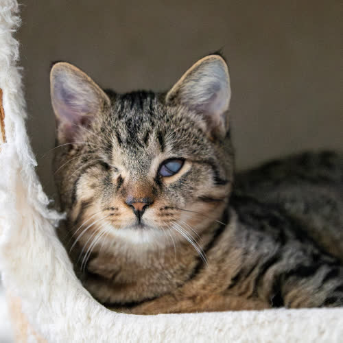 Koty ze schroniska do adopcji Kliper