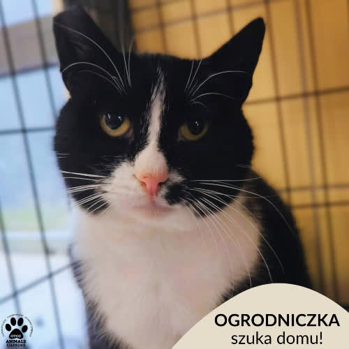 Ogrodniczka
