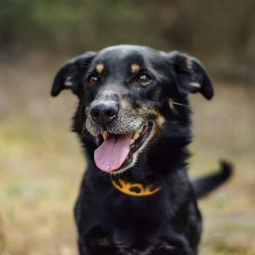 Psy ze schroniska do adopcji Serdelek 