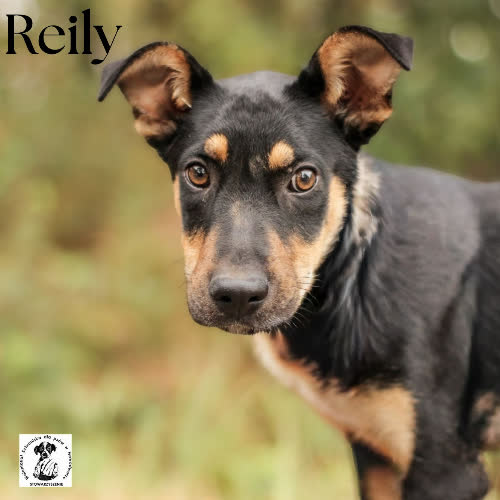 Psy ze schroniska do adopcji Reily