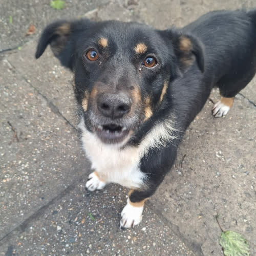 Psy ze schroniska do adopcji Kinder