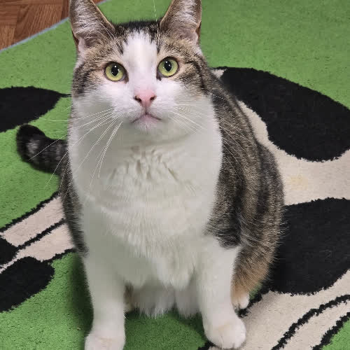 Koty ze schroniska do adopcji Wafel