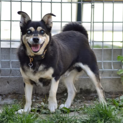 Psy ze schroniska do adopcji Leśnik