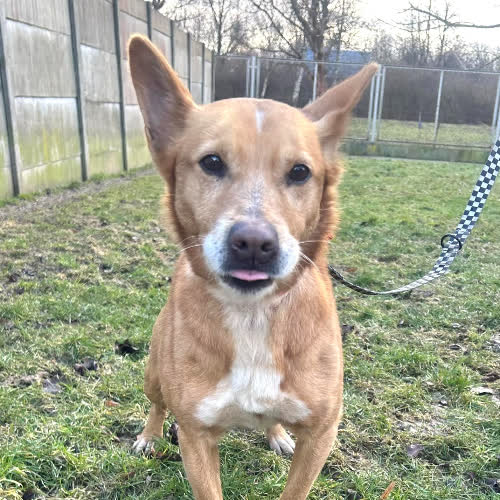 Psy ze schroniska do adopcji Sparki 