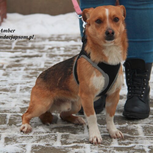 Amber - miły młodziniec