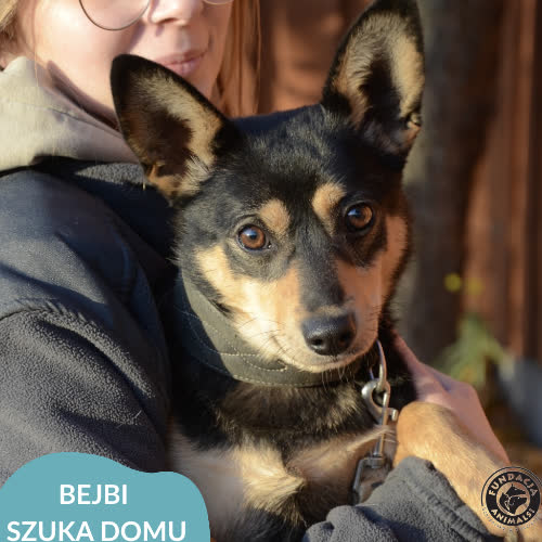 Psy ze schroniska do adopcji Bejbi