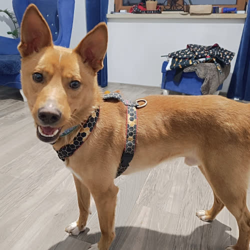 Psy ze schroniska do adopcji Roki