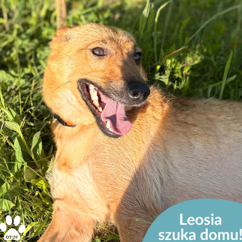 Psy ze schroniska do adopcji Leosia