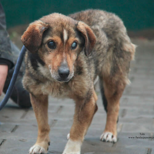 Psy ze schroniska do adopcji Tobi