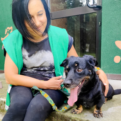 Psy ze schroniska do adopcji Tyson